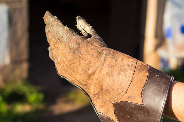 luva de falcoaria para pássaros - falconry glove - fotografias e filmes do acervo