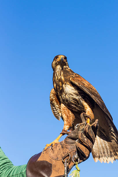 istock Portrait of Harris Hawk on a trainer's glove 623200662
