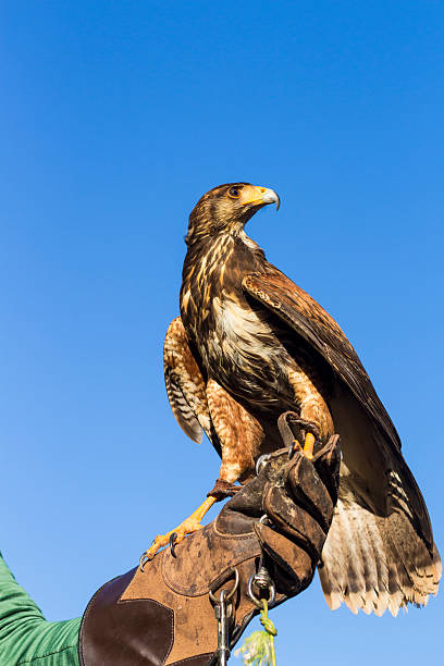 istock Portrait of Harris Hawk on a trainer's glove 623200742