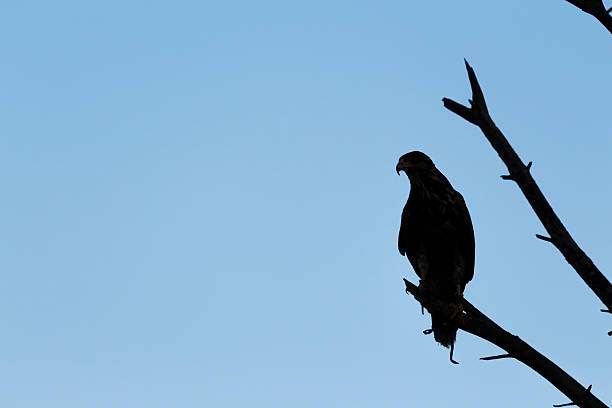 harris hawk in a tree - harris hawk hawk bird of prey bird imagens e fotografias de stock