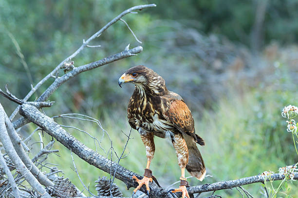 harris habicht im wald - harris hawk hawk bird of prey bird stock-fotos und bilder