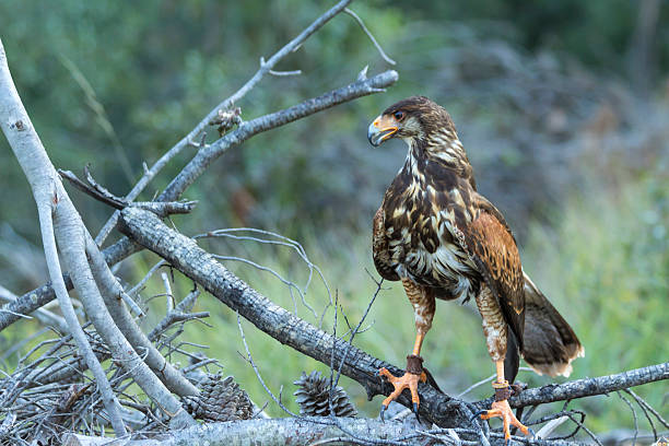 falco harris nella foresta - scotland texas foto e immagini stock