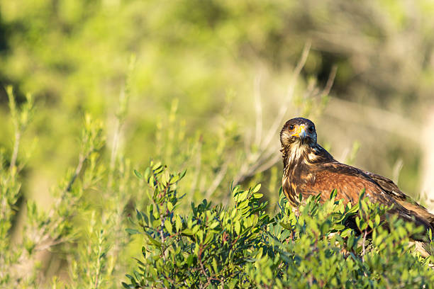 harris hawk in the forest - harris hawk hawk bird of prey bird imagens e fotografias de stock