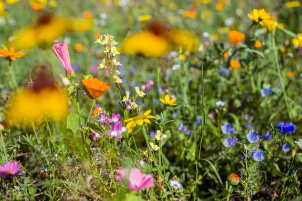Multi colored wildflowers on meadow stock photo