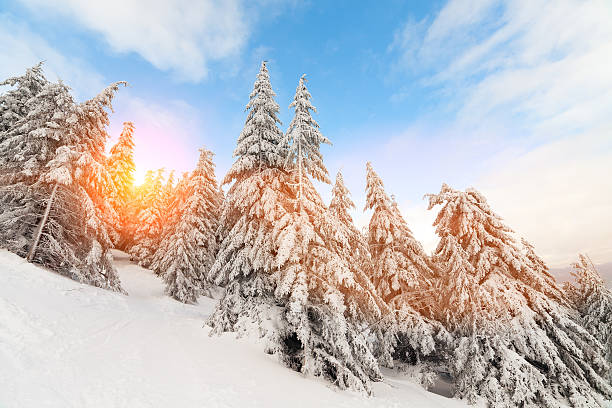 istock Fantastic landscape glowing by sunlight. Natural park. Carpathian, Ukraine, Europe 623201450