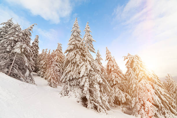 istock Fantastic landscape glowing by sunlight. Natural park. Carpathian, Ukraine, Europe 623201976