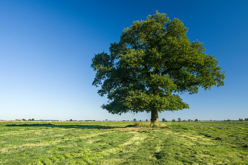 Oak tree on pasture under clear blue sky. Taken in summertime in Wangerland, Friesland, Lower Saxony, Germany, Europe.