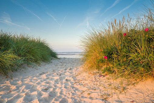 Marram grass  (Ammophila arenaria) in front of a dune landscape in the sun at the Dutch North sea