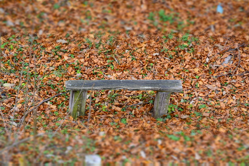 wooden, bench, forest, autumn, old
