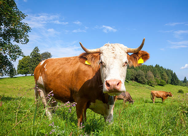 istock Brown cows grazing at a pasture in Bavaria 623207928