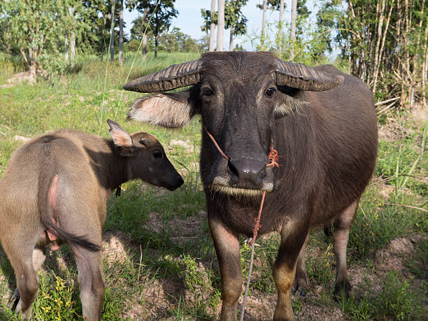istock thai buffalo for agriculture 623210058
