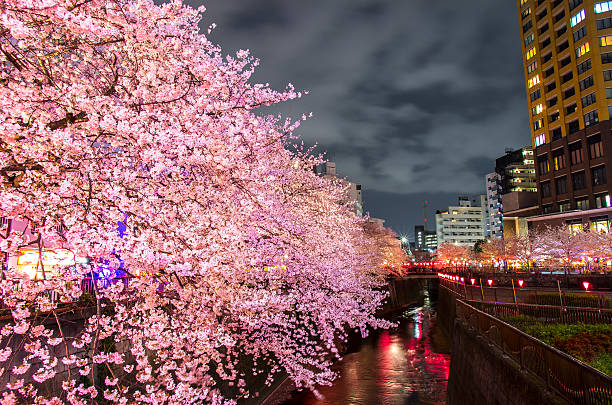 nuit cerisiers en fleurs - rivière meguro photos et images de collection