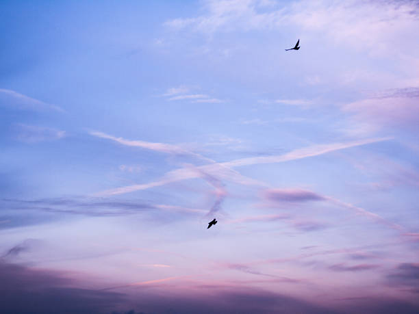 istock small birds in front of an evening sky 623211314