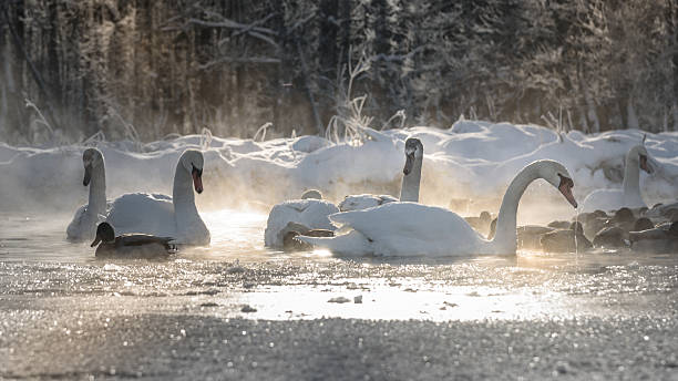 istock white swans, ducks on frozen lake and steam  from  water 623211976