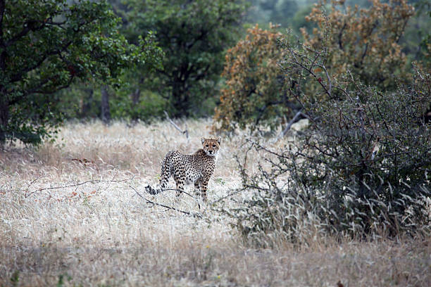 istock Wild African Cheetah in their natural environment. Botswana, 623212588