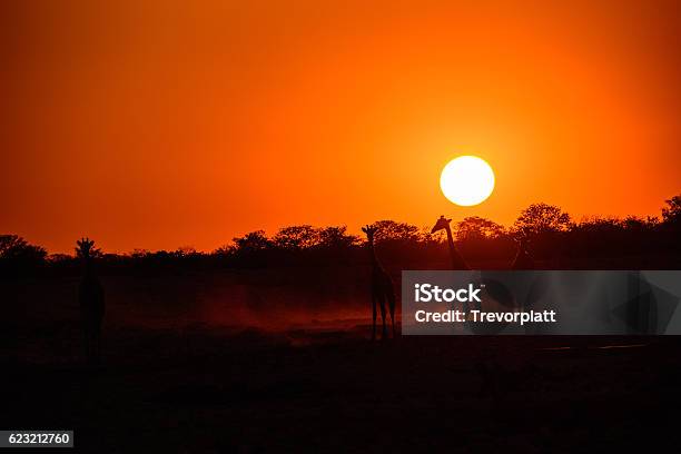 Etosha Sunset Stock Photo - Download Image Now - Namibia, Sunset, Africa