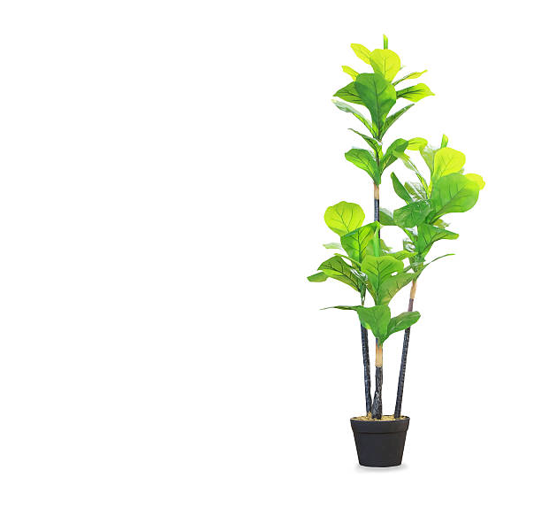 istock Big dracaena palm in a pot isolated over white 623214342