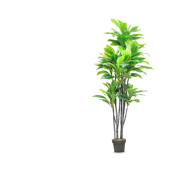 istock Big dracaena palm in a pot isolated over white 623214442