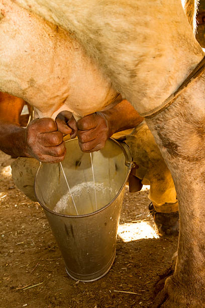 istock Manual dairy milk in a small Brazilian rural farm 623264976
