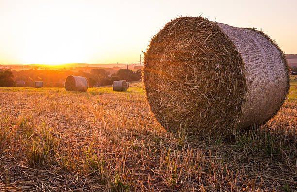 istock Straw bales at sunset - Saxony, Germany. 623266780