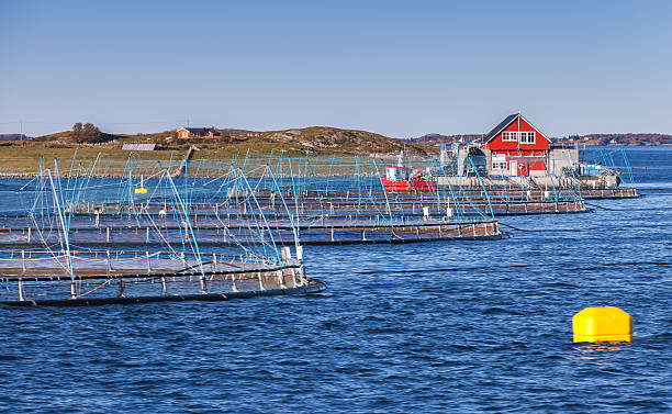 Norwegian fish farm Norwegian fish farm for salmon growing in natural environment. Sea fjord in Trondheim region aquaculture photos stock pictures, royalty-free photos & images