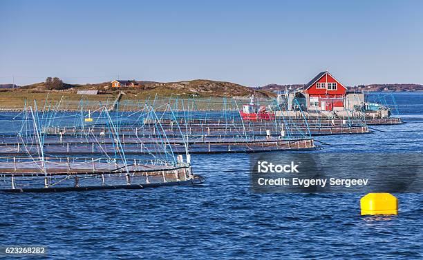 Norwegian Fish Farm Stock Photo - Download Image Now - Salmon - Animal, Norway, Aquaculture