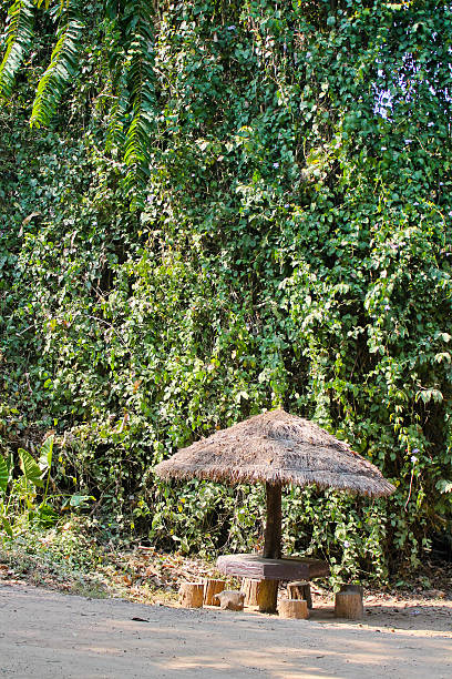 istock stay in the jungle under the umbrella 623269784