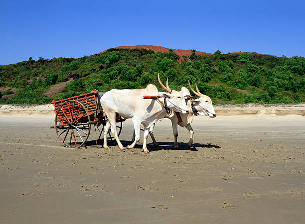 buffalo drawn to a cart going on the sandy shore pair of white buffalo drawn to a cart going on the sandy shorepair of white buffalo drawn to a cart going on the sandy shore animal drawn stock pictures, royalty-free photos & images