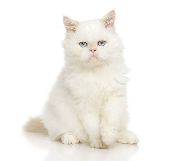Persian cat Persian cat sitting in front of white background white persian cat stock pictures, royalty-free photos & images