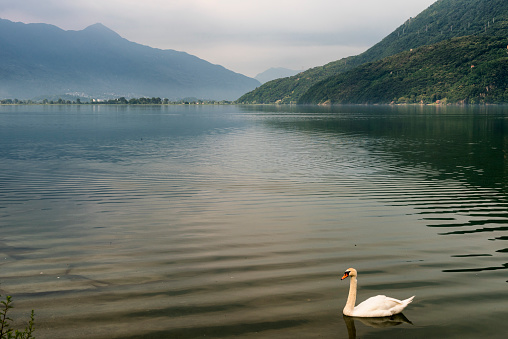 Lake of Mezzola (Sondrio, Lombardy, Italy): swans in a summer morning