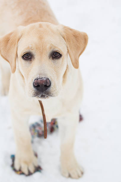 istock labrador retriever on a winter walk 623271958