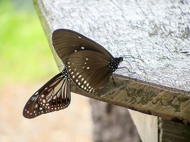 istock butterfly clutch wood table 623275898