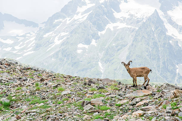 istock Wild mountain goats in the reserve in Russia 623277328