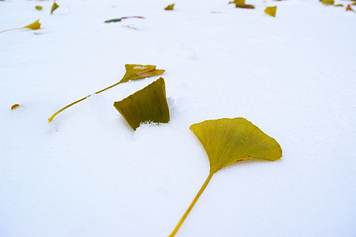 The leaves of tree Ginkgo biloba closeup on the snow.