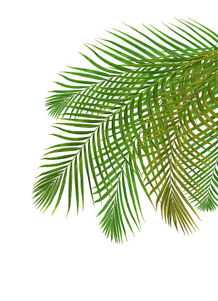istock Green leaf of palm tree on white background 623277696