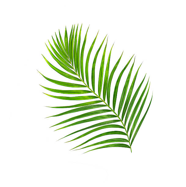 istock Green leaves of palm tree isolated on white background 623277716