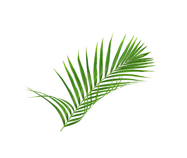 istock Green leaves of palm tree isolated on white background 623277828