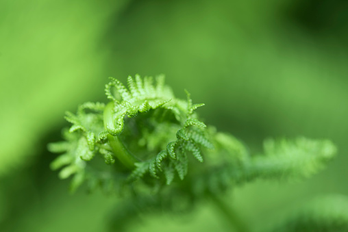 Close-up of a fern unrolling a young frond in spring. The image was captured with a 105mm macro lens resulting in shallow depth of field. Focus was placed over central parts of the frond. The background (green ferns) is blurred (or defocused).