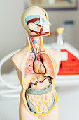 menschliche-anatomie-im-labor.jpg?b=1&s=170x170&k=20&c=F-PCzGQLRgQqKgcmqpOSXFcgKO3YYnSPRcXoZq3Yx_g=