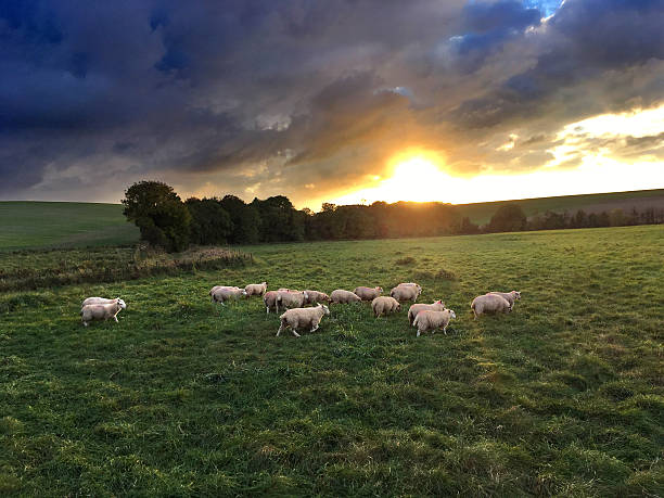 istock Sheep in autumn sunset near Avebury, Wiltshire, UK 623280242