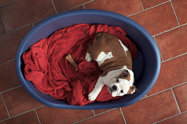 istock cute bulldog in her kennel - overhed view 623280554