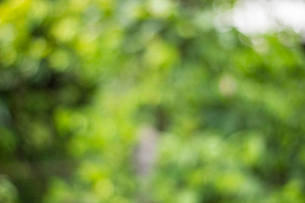 istock Bokeh of green leaves 623280790