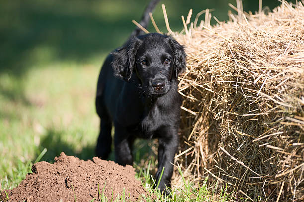 Black flatcoated retriever puppy