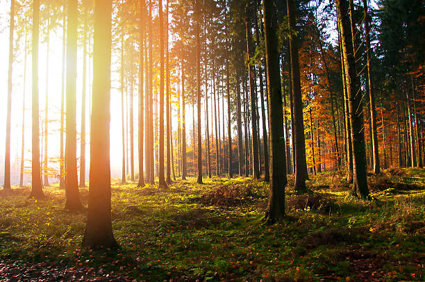 istock Beautiful morning in forest. Autumn landscape 623281596