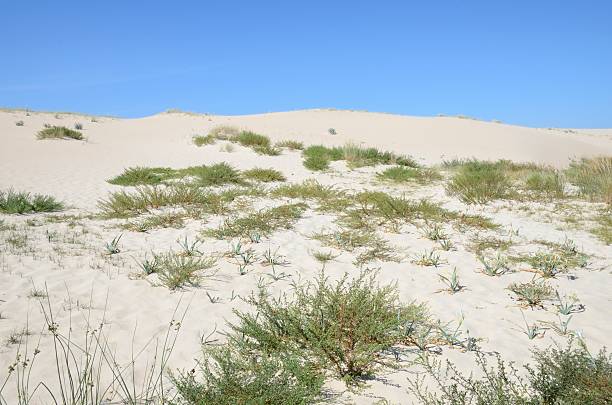 istock Natural dunes in Galicia 623282876