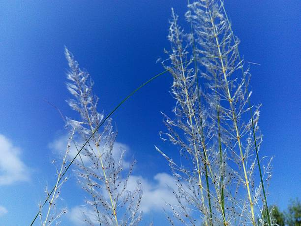 istock Beautiful white wild plant with blue sky background 623284368