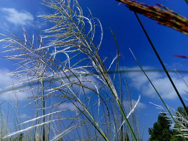 istock Beautiful wild white plants and blue sky with winds 623284686