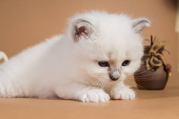 istock Sacred Birman kitten in the studio, purebred kittens isolated background 623285010