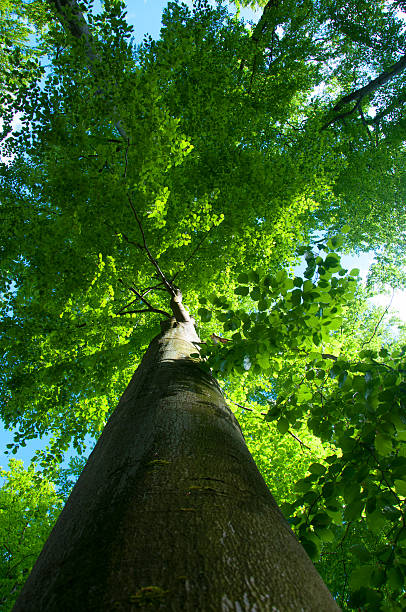 istock Top of big green tree 623285078