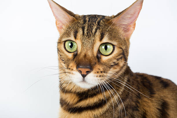 istock Bengal cat on a white background in the studio 623286278